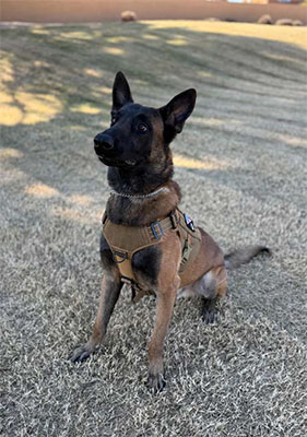 2026 Impact Report - K-9 Security Program