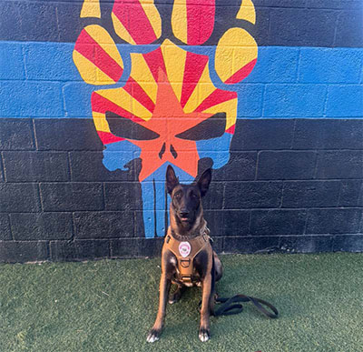 2026 Impact Report - K-9 Security Program